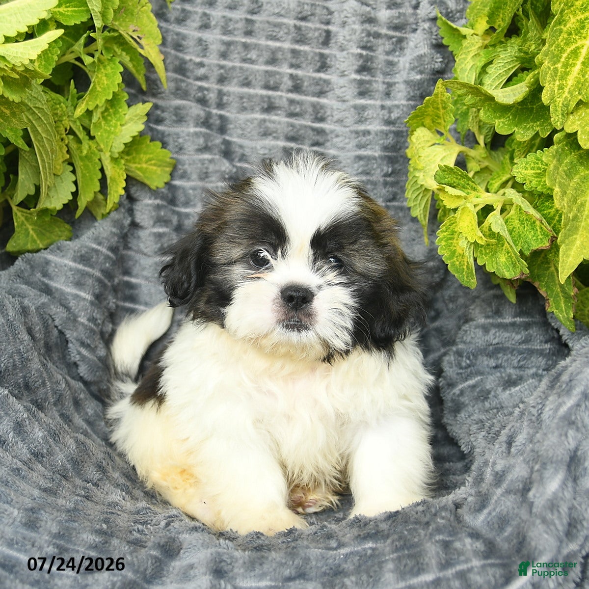 Shih Tzu dogs Nacho - Ad 2
