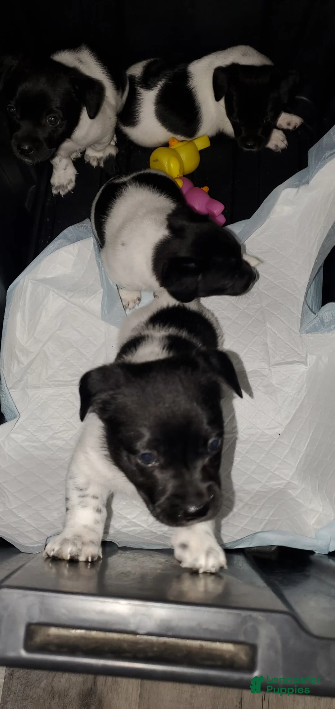 Chihuahua dogs for sale: Chihuahua Puppy 3 - Ad 1