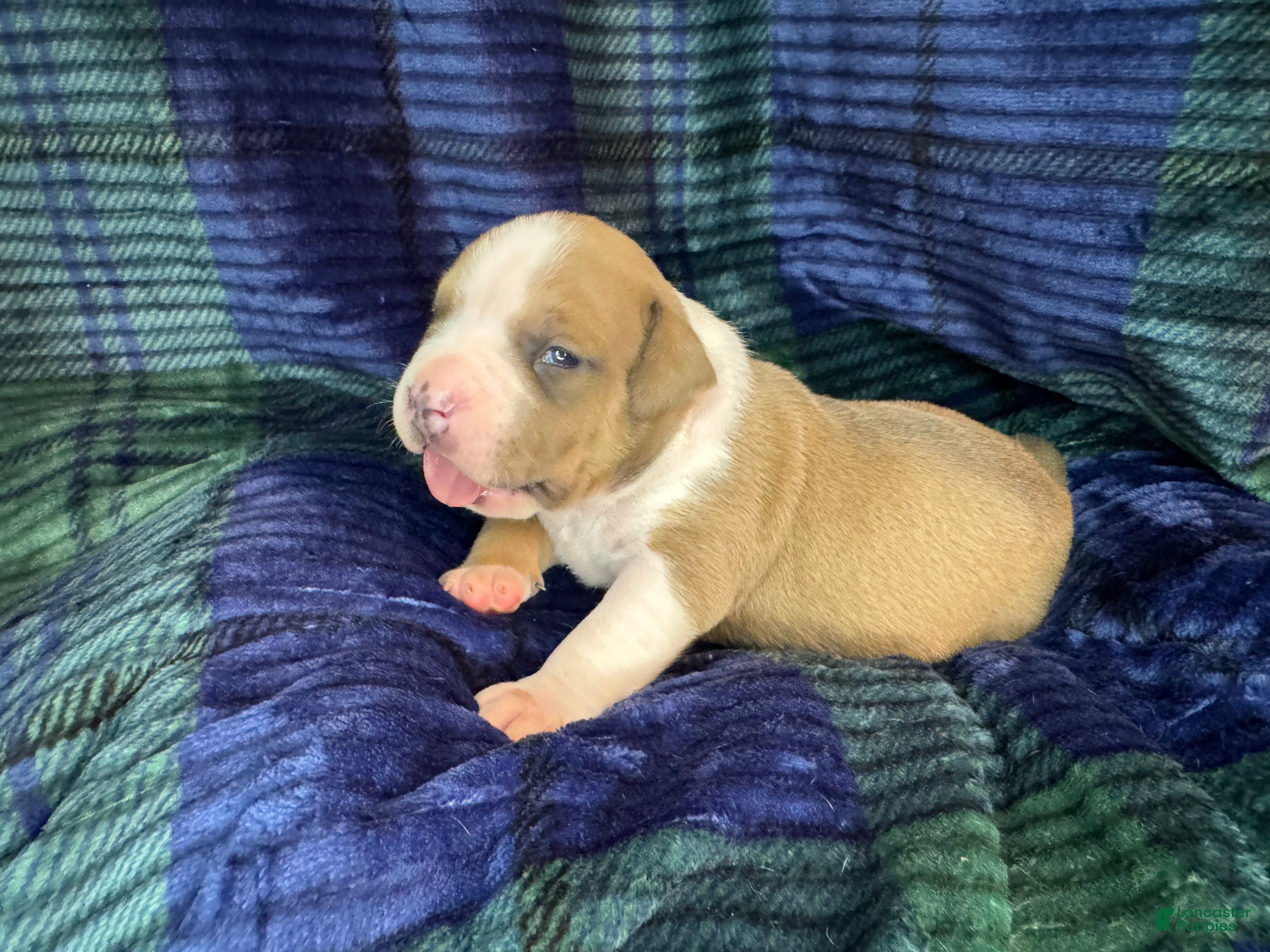 American Bully dogs American Bully Puppy 6 - Ad 2