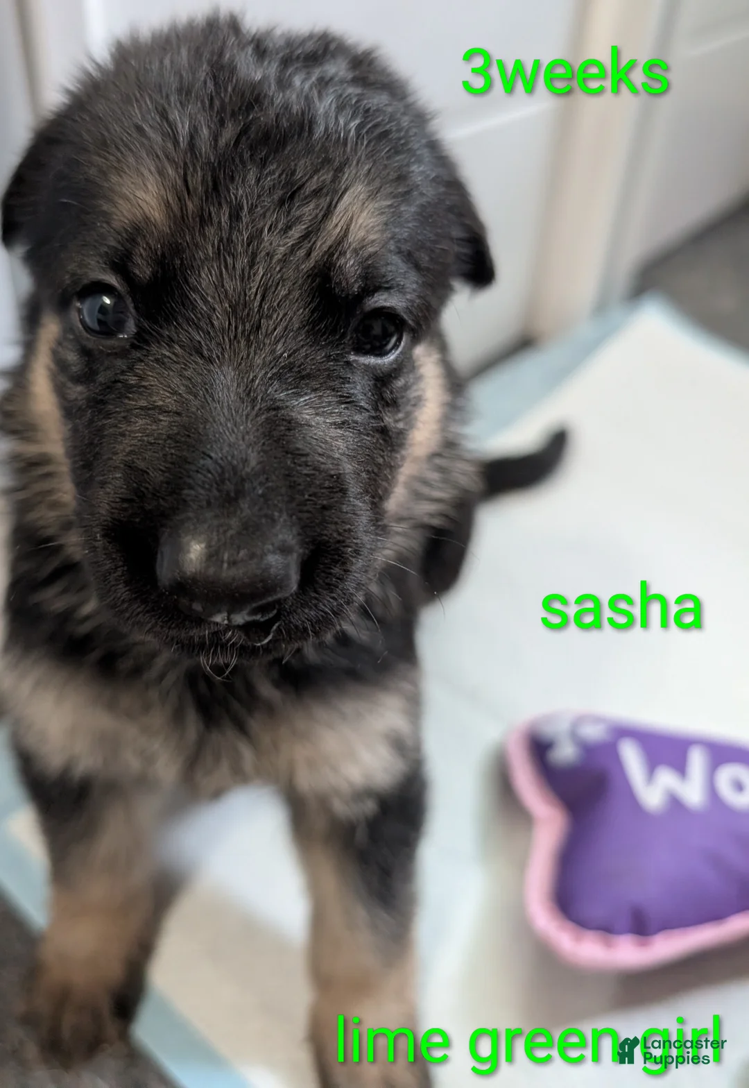 German Shepherd dogs for sale: Sasha - Ad 2