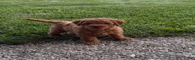 Dash