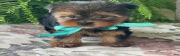 Yorkshire Terrier dogs for sale: Sushi - Ad 9