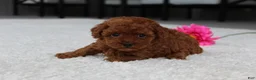Toy Poodle dogs for sale: Allison - Ad 7