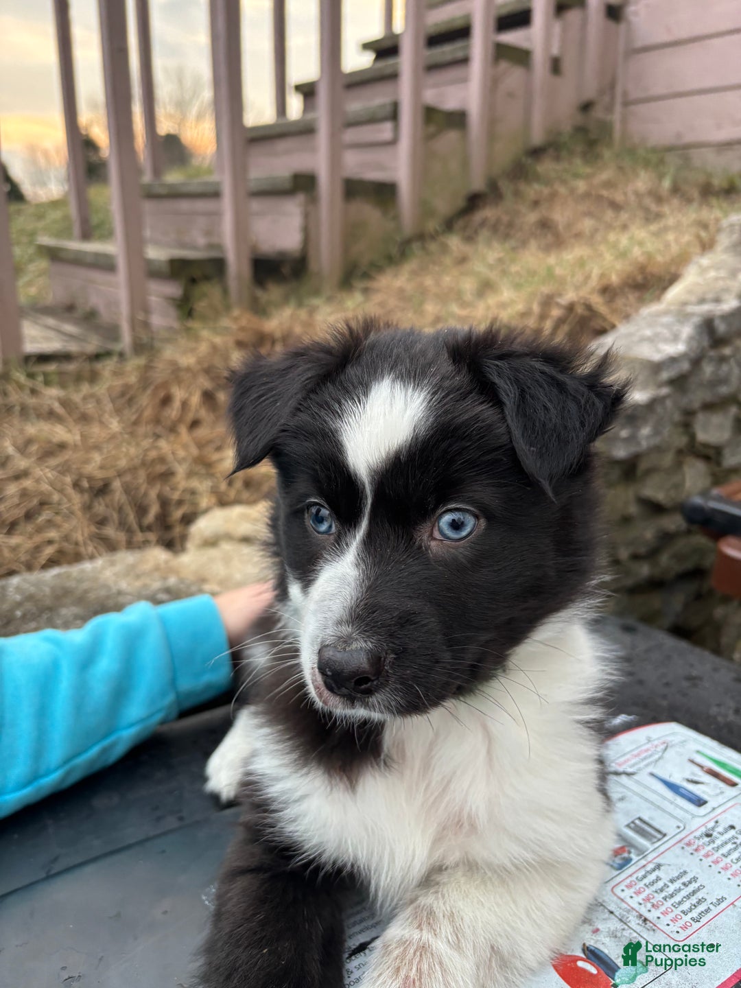 Australian Shepherd dogs for sale: Esther - Ad 2