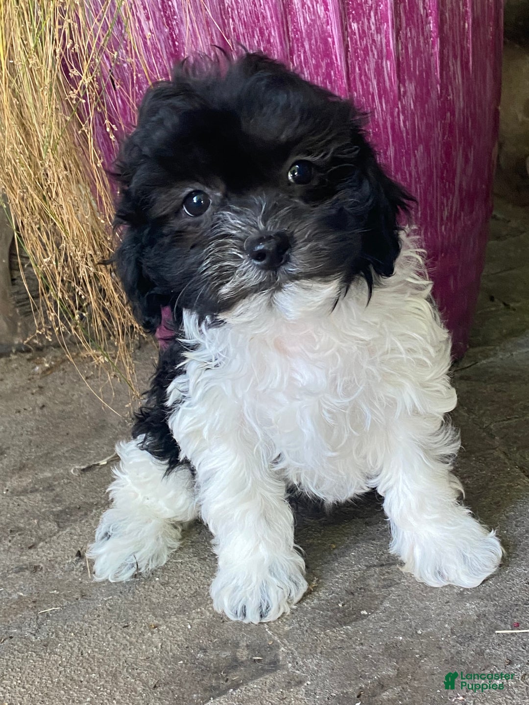 Havanese dogs for sale: Holly  - Ad 6