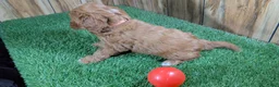 Cavapoo dogs for sale: Jazzy Boy 6 - Ad 3