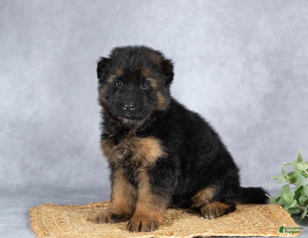 German Shepherd dogs for sale: Grace - Ad 2
