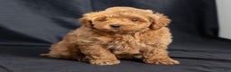 Mini Goldendoodle dogs for sale: Nevin - Ad 3