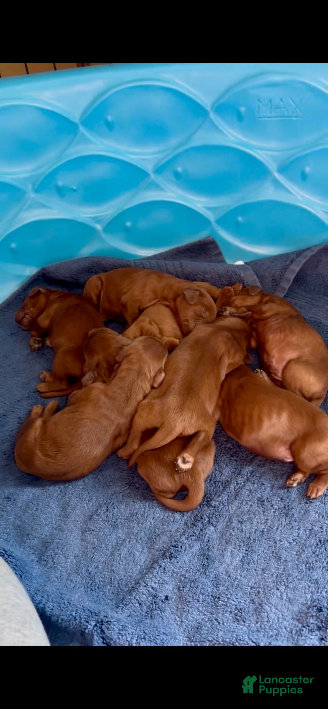 Irish Setter dogs for sale: Irish Setter Puppy 1 - Ad 2