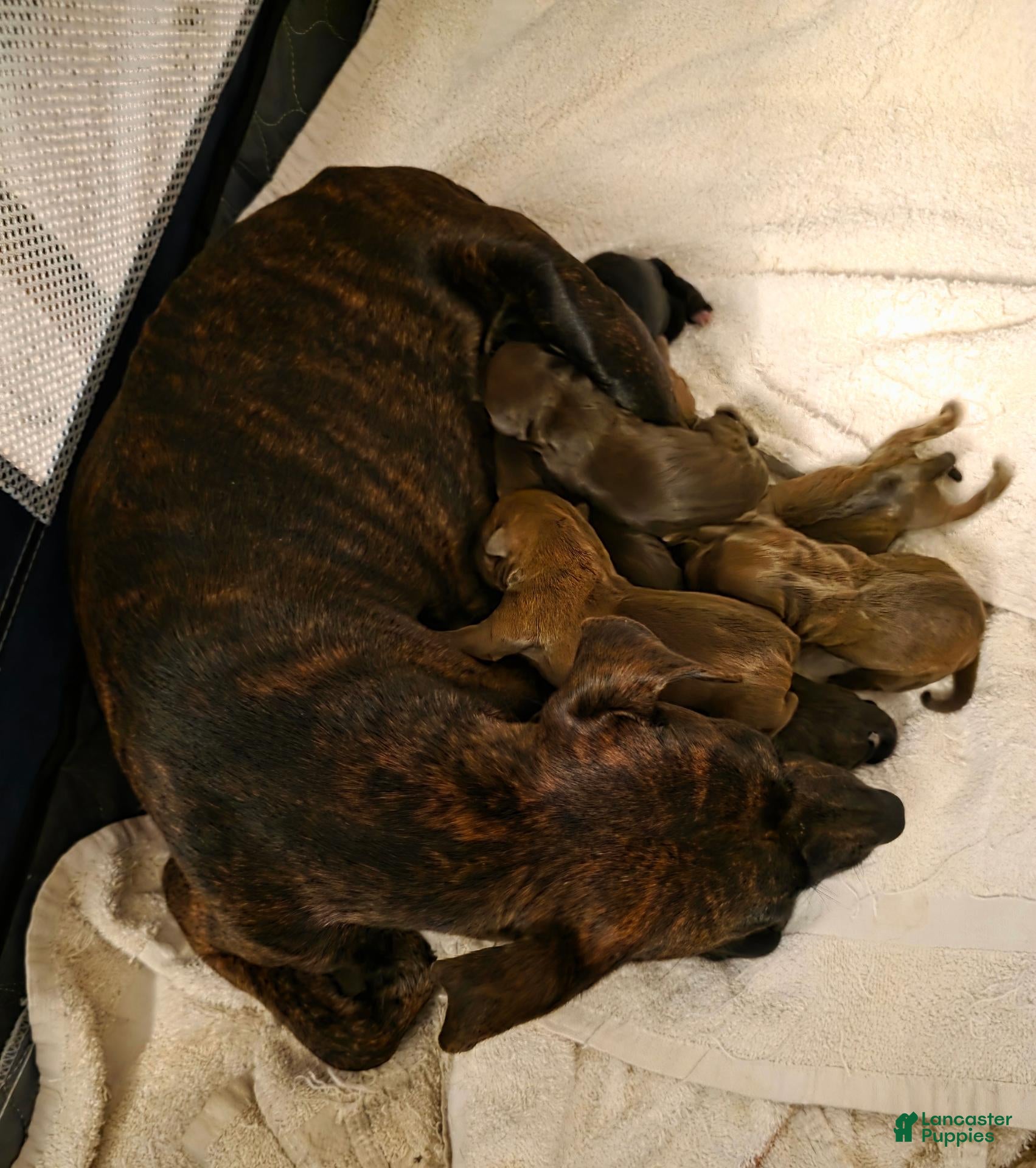 Miniature Pinscher dogs J-dark blue - Ad 2