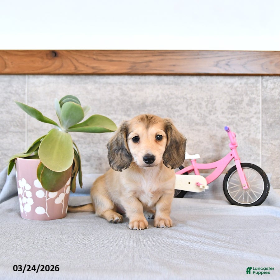 Miniature Dachshund dogs Bryson - Ad 1