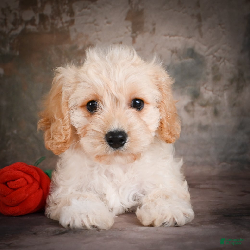 Cavachon dogs for sale: Jerrry - Ad 1