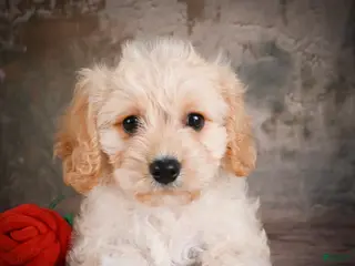Cavachon dogs for sale: Jerrry - Ad 4