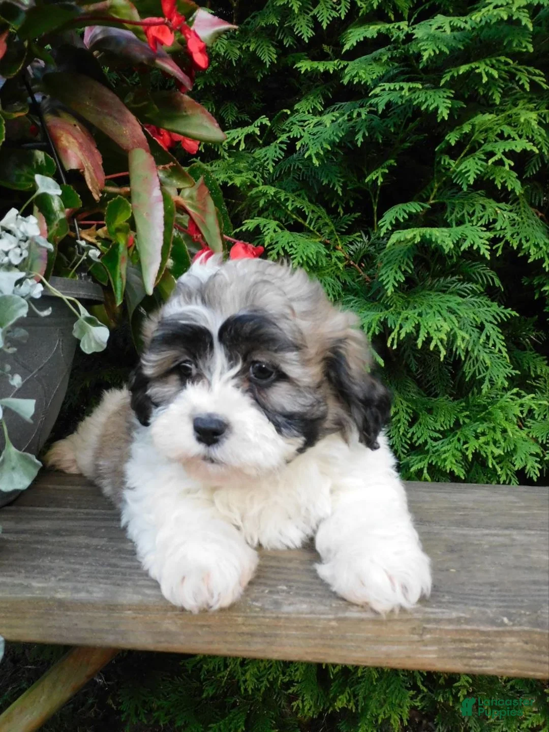 Teddy Bear dogs for sale: Iris - Ad 2