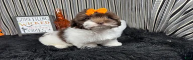 Shihpoo 2