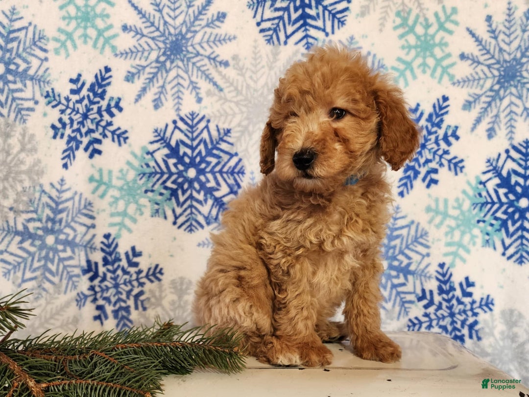 Mini Goldendoodle dogs for sale: Dover - Ad 12
