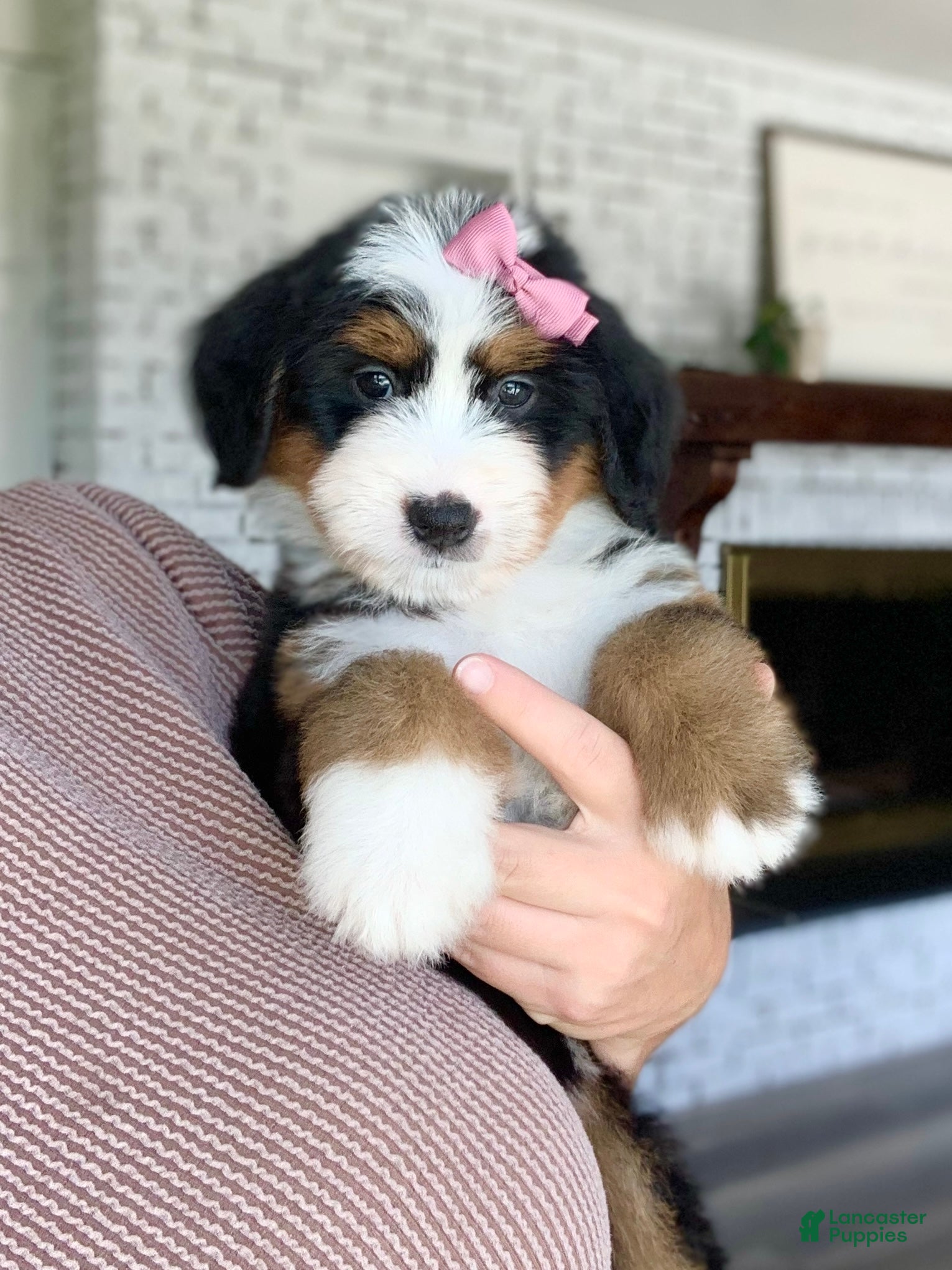 Bernedoodle dogs Nova - Ad 2