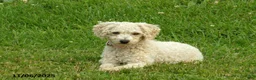 Toy Poodle dogs for sale: Joey - Ad 3
