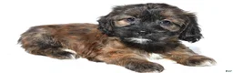 Shihpoo dogs for sale: Callie - Ad 1