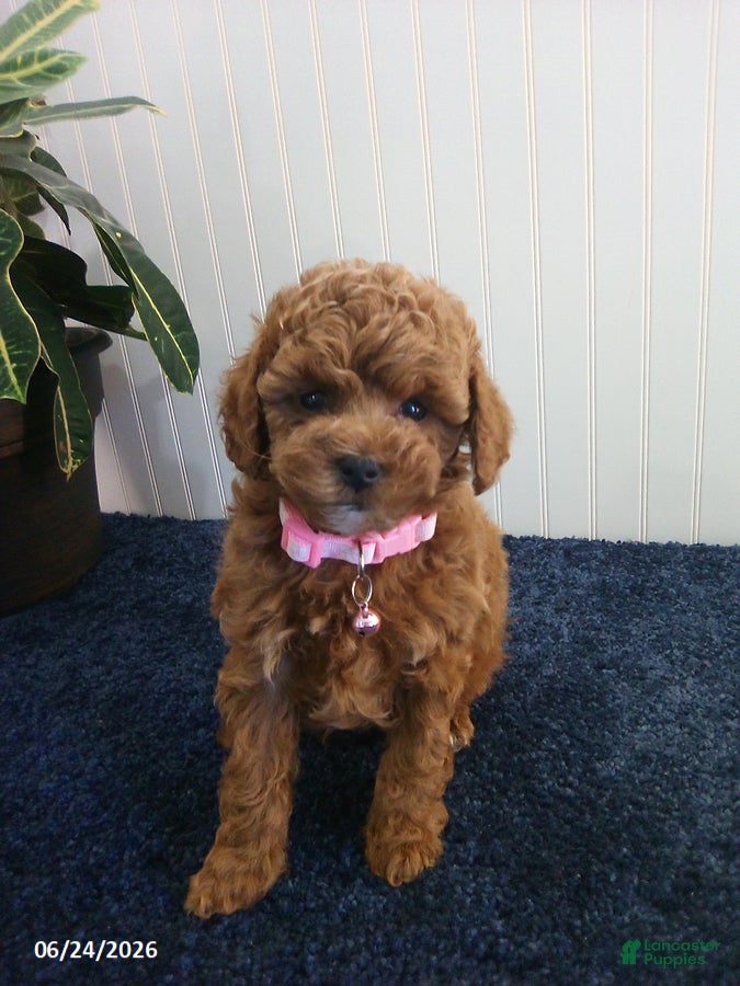 Toy Poodle dogs Thelma - Ad 1