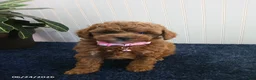 Toy Poodle dogs for sale: Thelma - Ad 1
