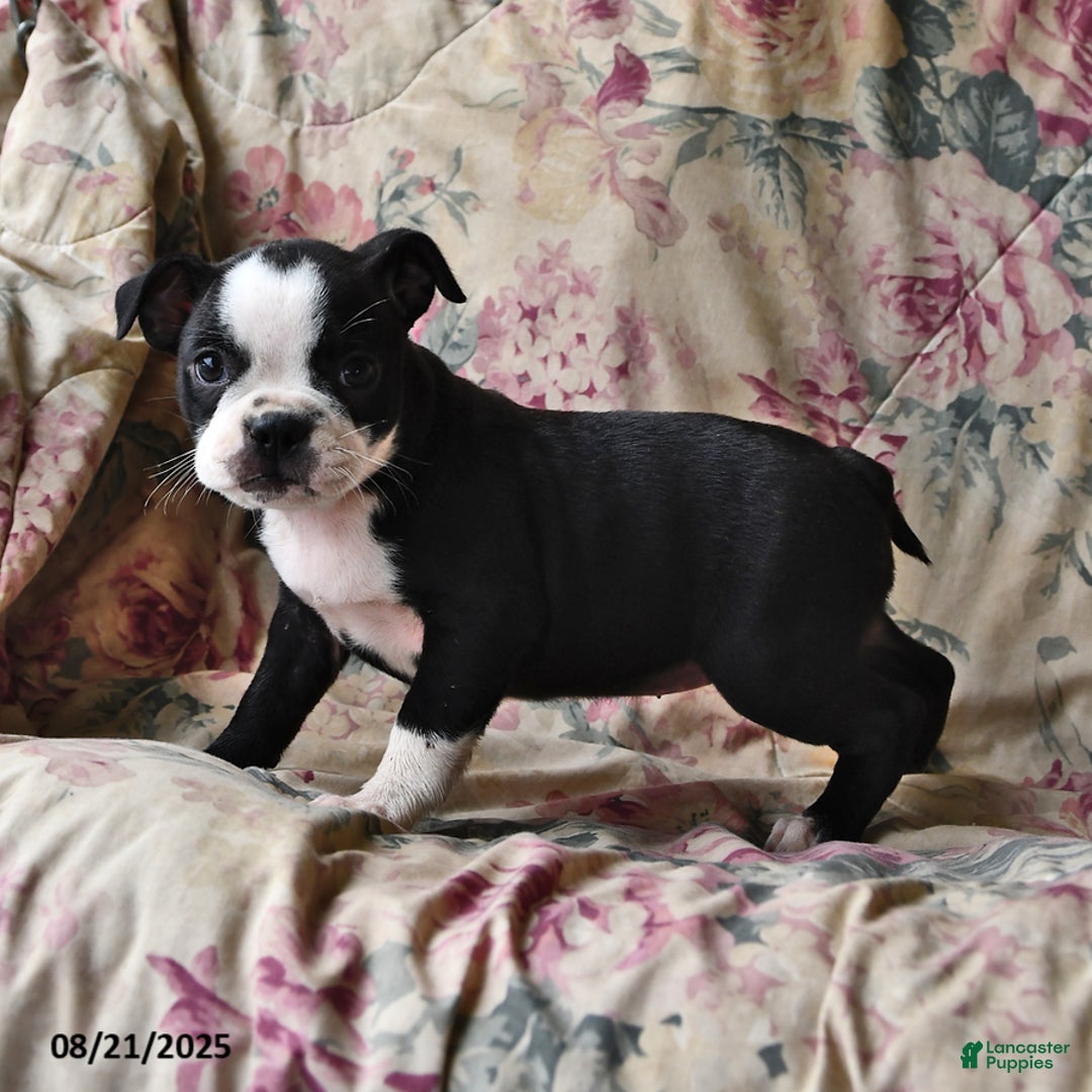 Boston Terrier dogs for sale: Hazel - Ad 11