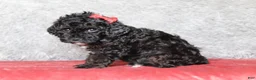 Mixed Breed dogs for sale: Ember - Ad 4