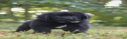 Newfoundland dogs for sale: Jimmy - Ad 7