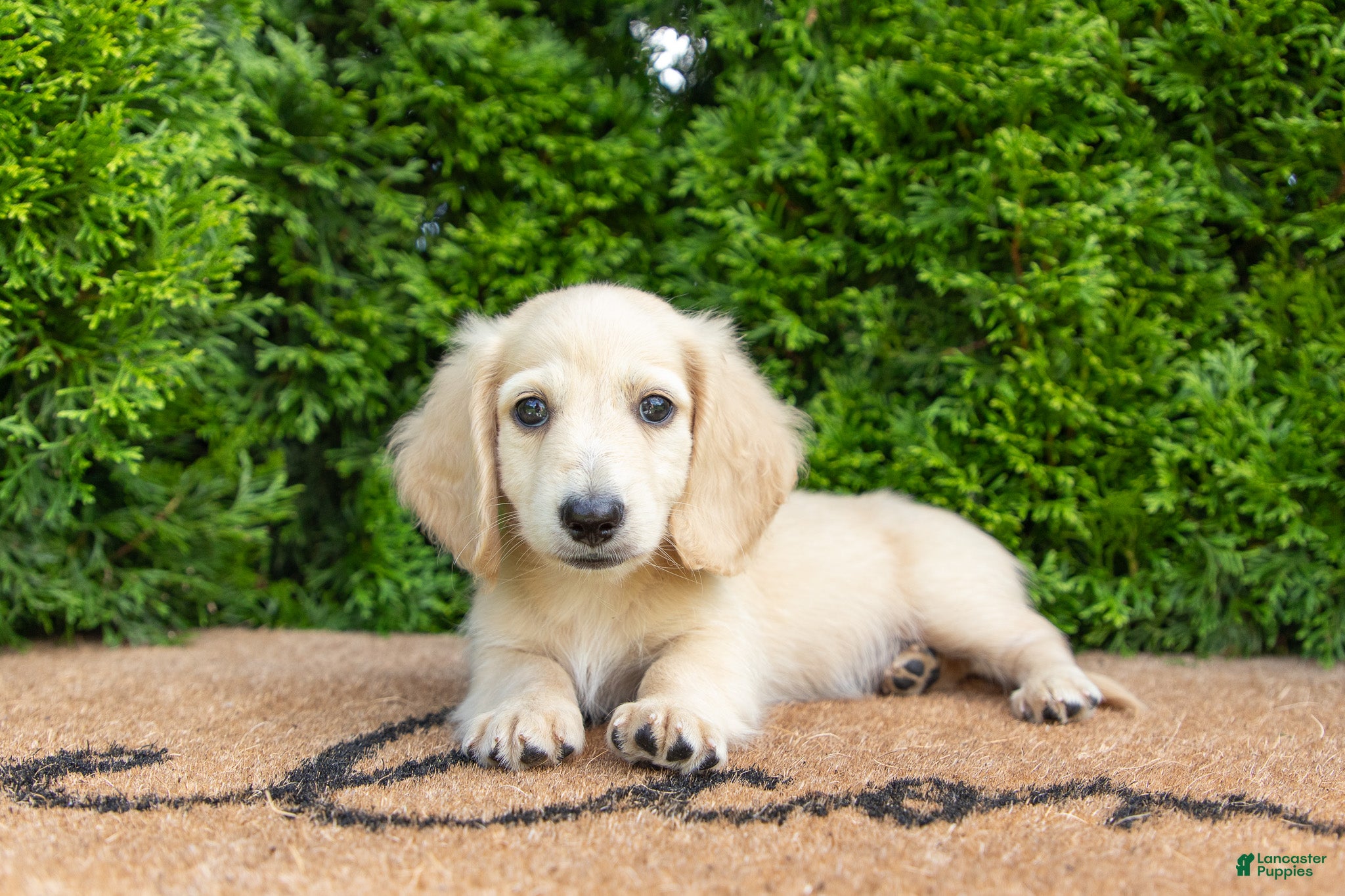Miniature Dachshund dogs Joey AKC - Ad 1