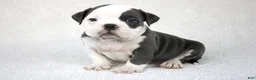 American Bully dogs for sale: White/Blue Male - Ad 1