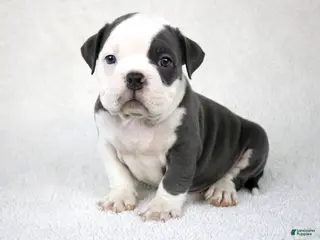 American Bully dogs White/Blue Male - Ad 26
