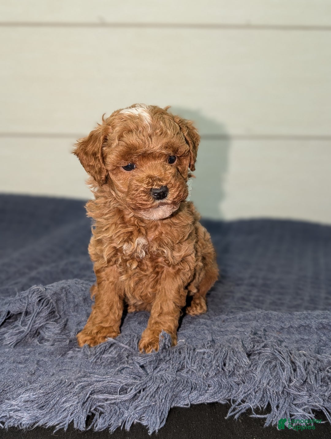 Toy Poodle dogs for sale: Snickerdoodle  - Ad 3