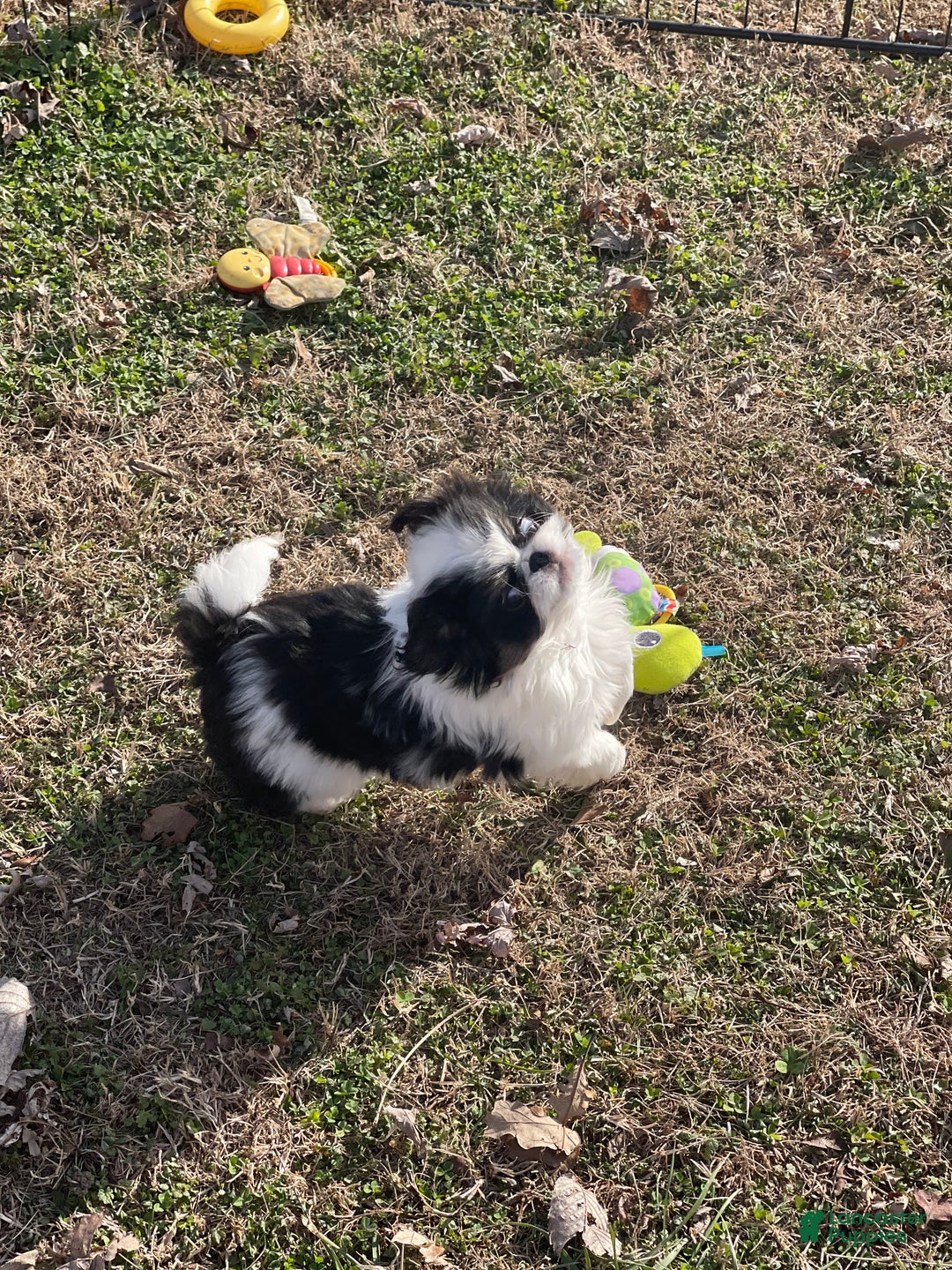 Japanese Chin dogs for sale: Japanese Chin Puppy 2 - Ad 5