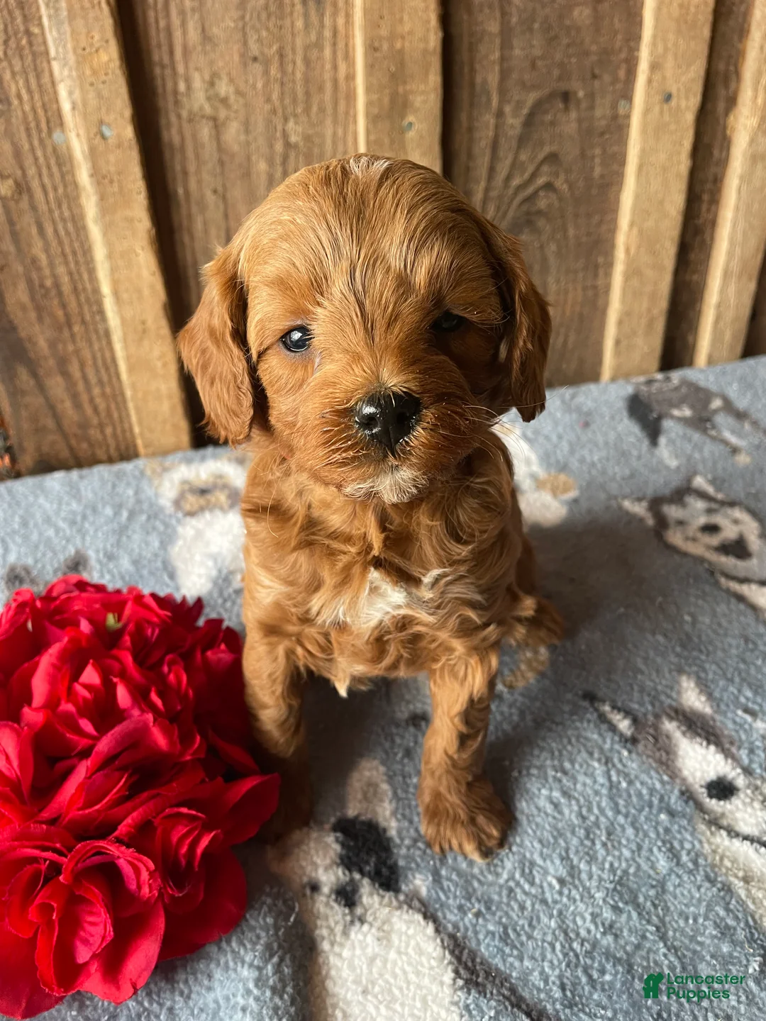 Cavapoo dogs for sale: Theodore - Ad 4