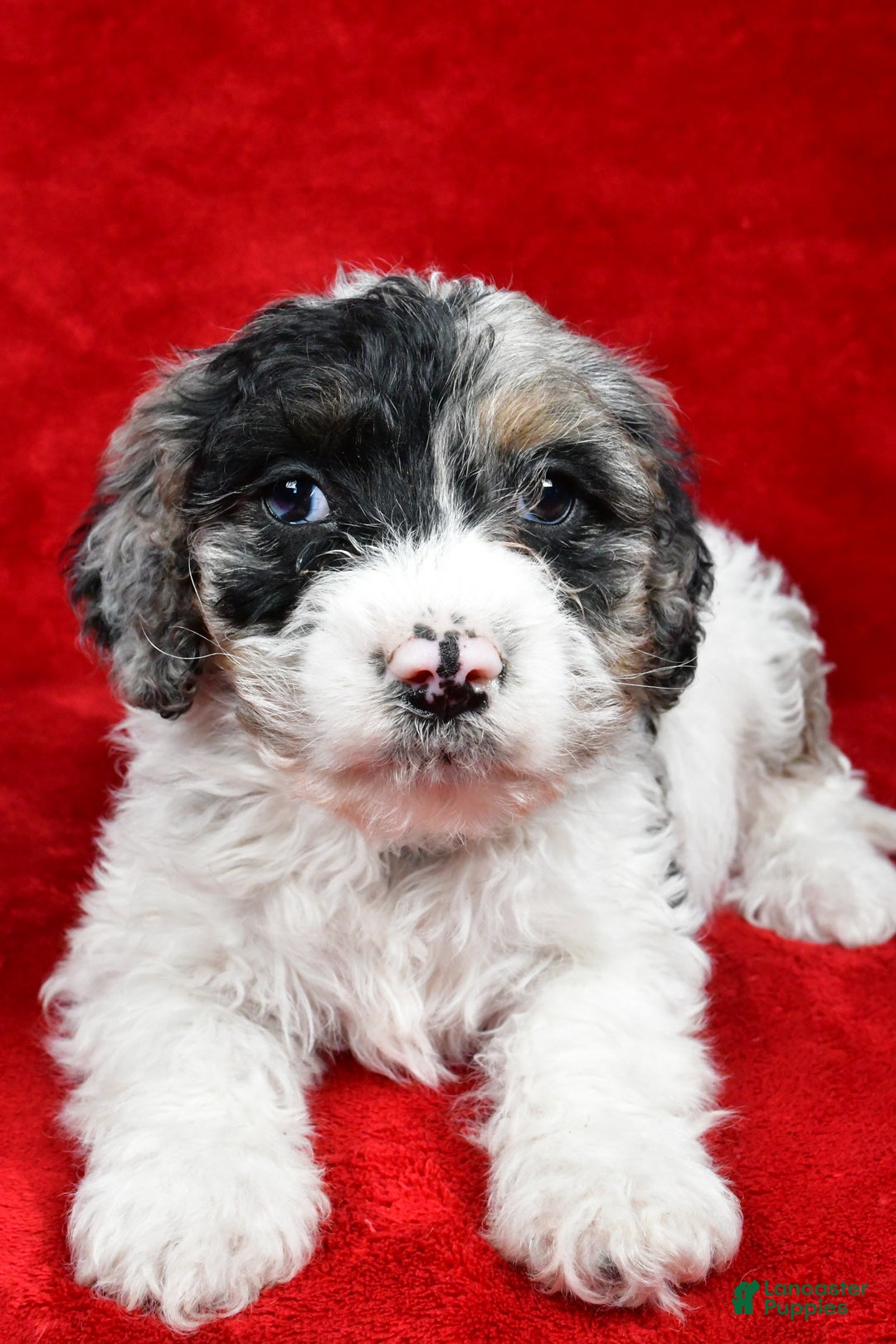 Cockapoo dogs for sale: Myles - Ad 6