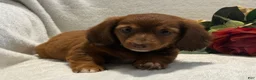 Miniature Dachshund dogs for sale: Paisley  - Ad 3
