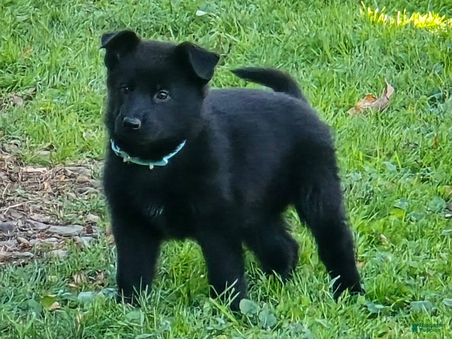 German Shepherd dogs for sale: Reba - Ad 1