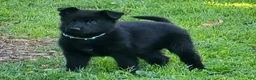 German Shepherd dogs for sale: Reba - Ad 1