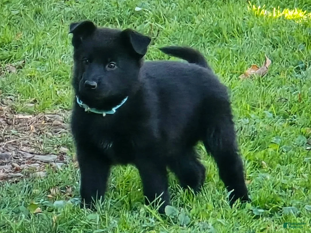 German Shepherd dogs for sale: Reba - Ad 1