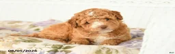 Miniature Poodle dogs for sale: Archer - Ad 4