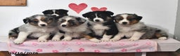 Australian Shepherd dogs for sale: Jenny - Ad 5
