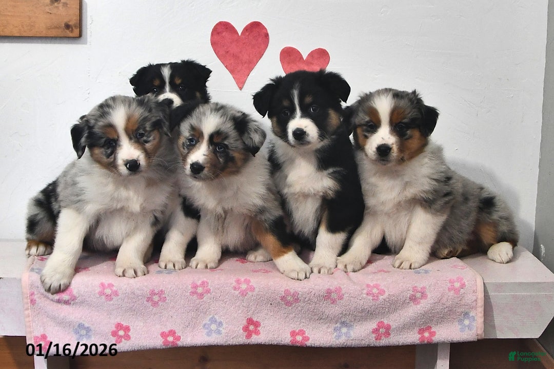 Australian Shepherd dogs for sale: Jenny - Ad 5