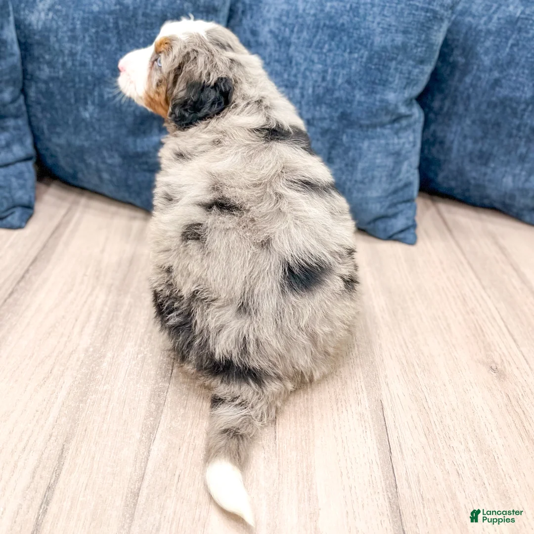 Mini Bernedoodle dogs for sale: Gunner - Ad 5