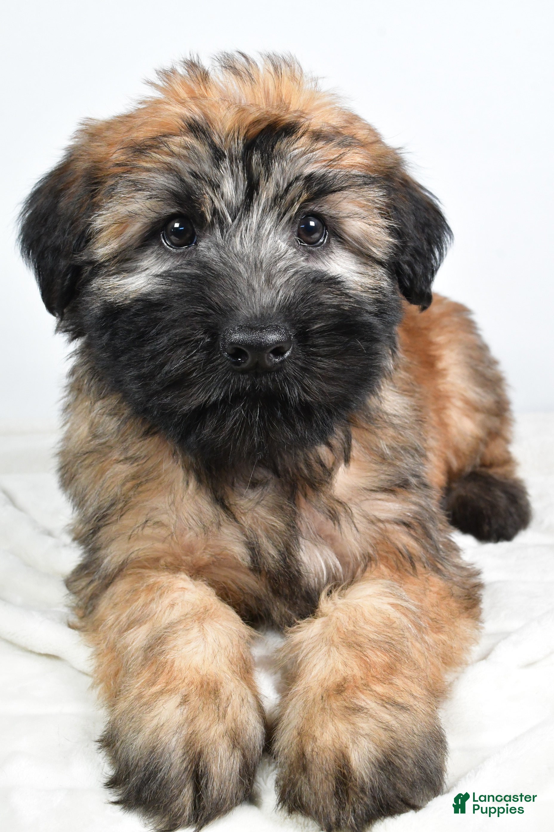 Soft Coated Wheaten Terrier Puppies for sale Lancaster Puppies