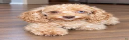 Cavapoo dogs for sale: Damian Cole - Ad 4