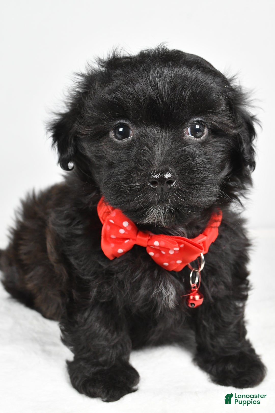 Maltipoo dogs for sale: Midnight - Ad 6