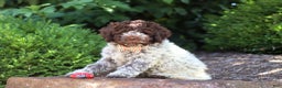 Lagotto Romagnolo dogs for sale: Mia - Ad 10