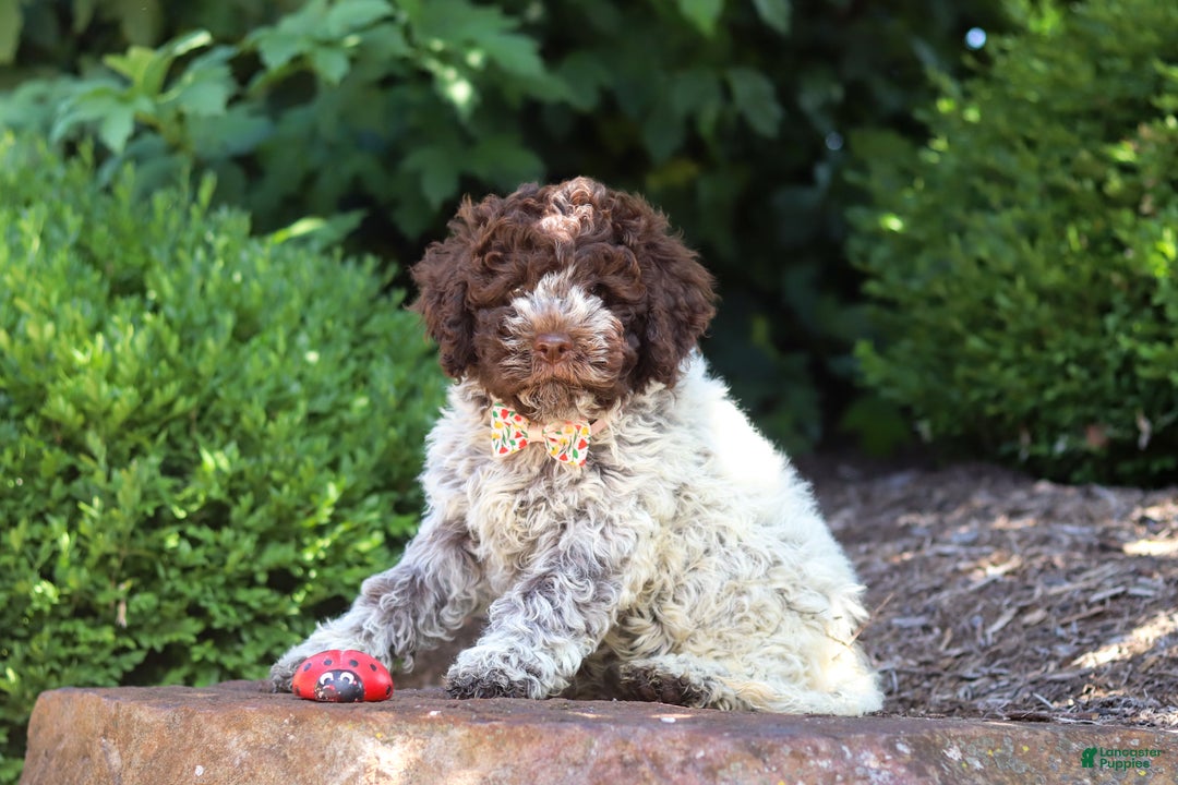 Lagotto Romagnolo dogs for sale: Mia - Ad 10