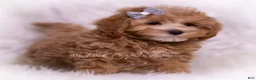 Maltipoo dogs for sale: Teeko - Ad 4