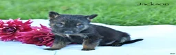 German Shepherd dogs for sale: Jackson  - Ad 3